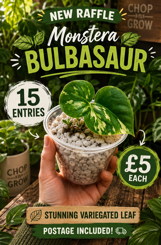 Monstera Bulbasaur see description