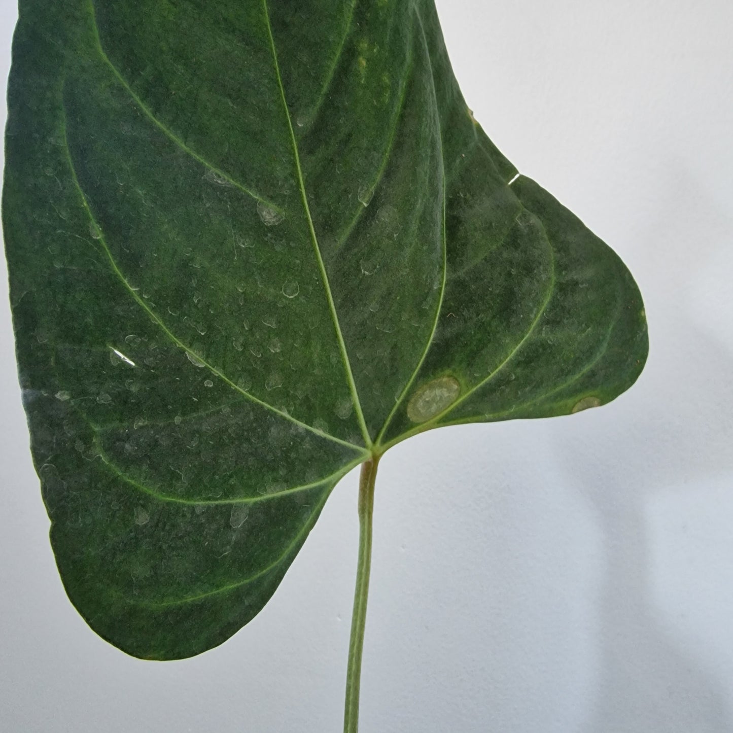 Ecuagenera Rehab Anthurium Novelty x Anth Jungle Dreams x Anth besseae aff (A4)