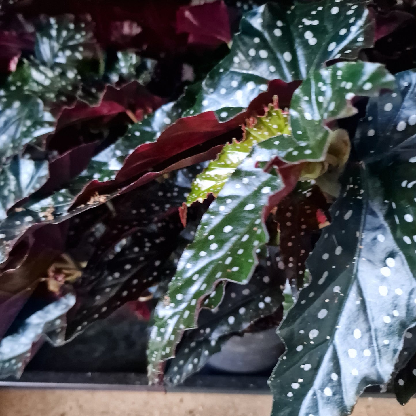 Begonia Black Forest Rare Houseplant 14cm pot