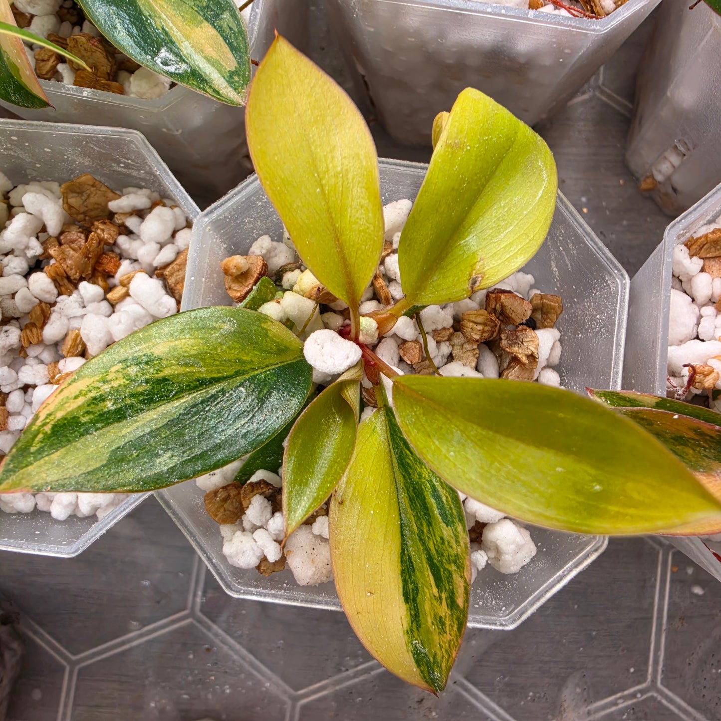 Philodendron Red Congo – Chosen at Random - See Description