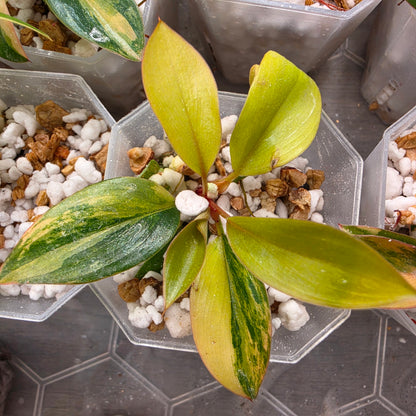 Philodendron Red Congo – Chosen at Random - See Description