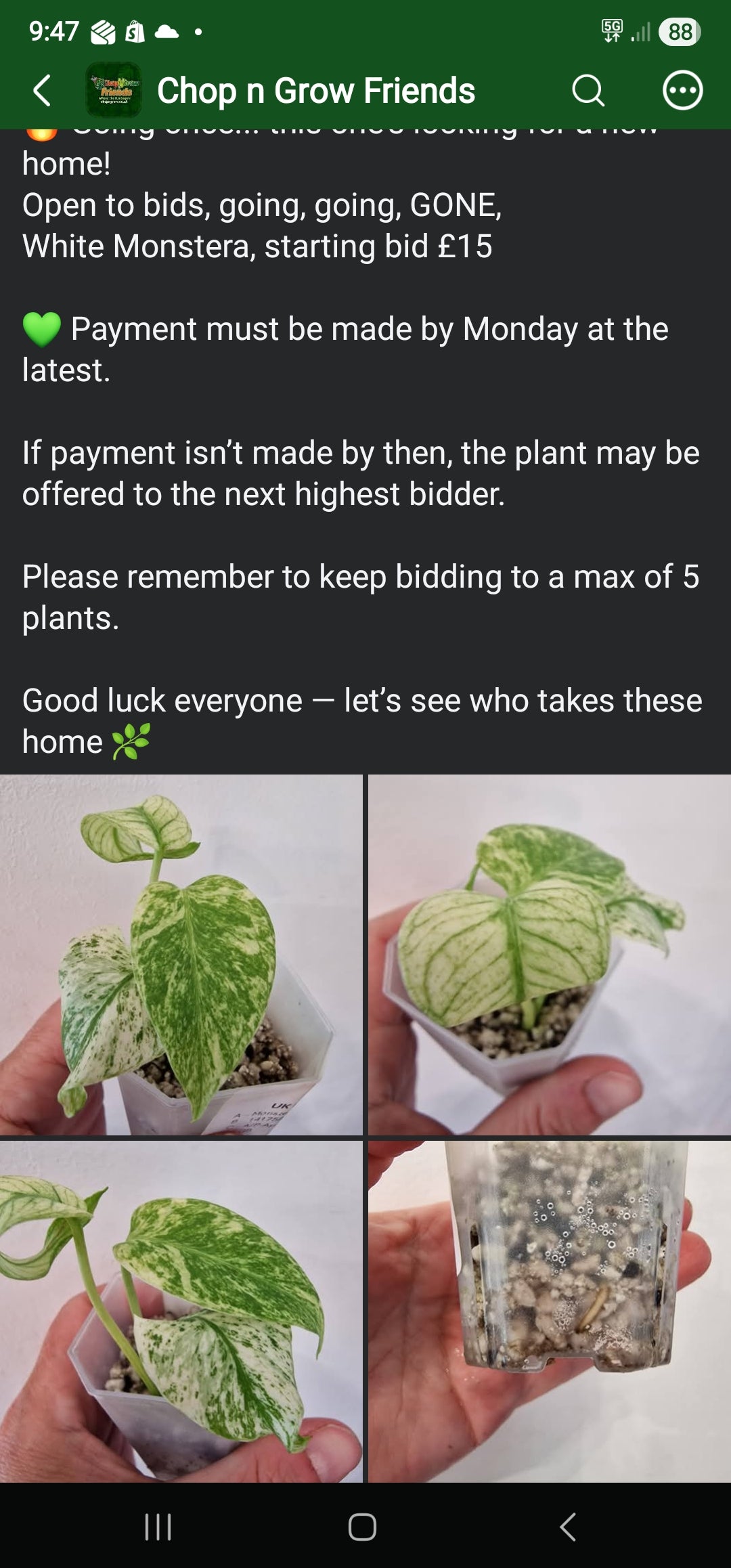 Sunday Sale - Krissy White Monstera