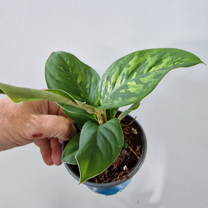 Homalomena Camouflage Rare Houseplant 9cm pot