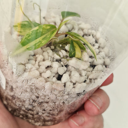 Philodendron Joepii Variegated – Exact Plant #5