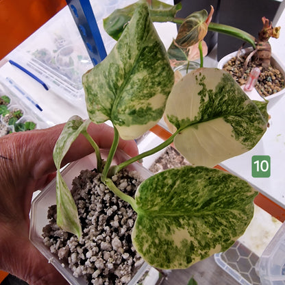 Monstera Legacy – Choose Your Plant