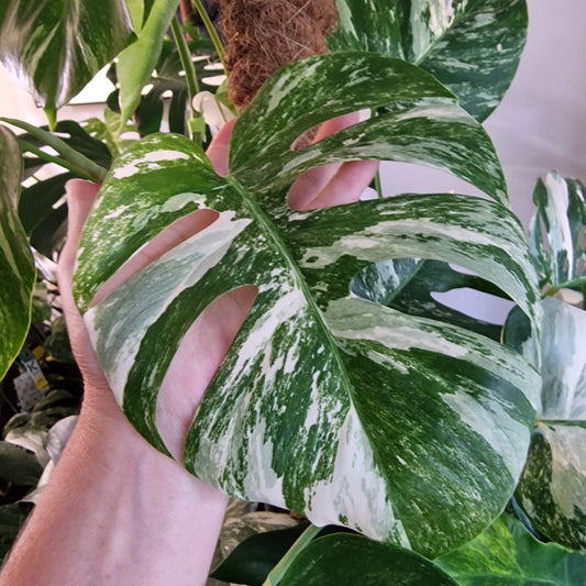 Monstera Albo Top Cutting (4)