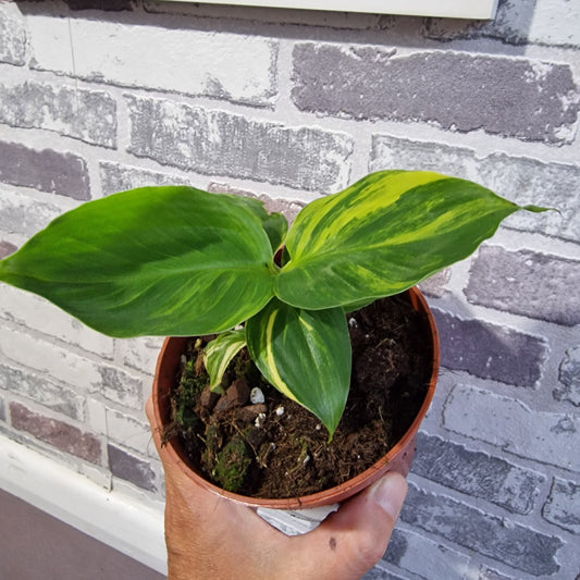Musa Aurea Rare Houseplant 10.5cm pot (4)
