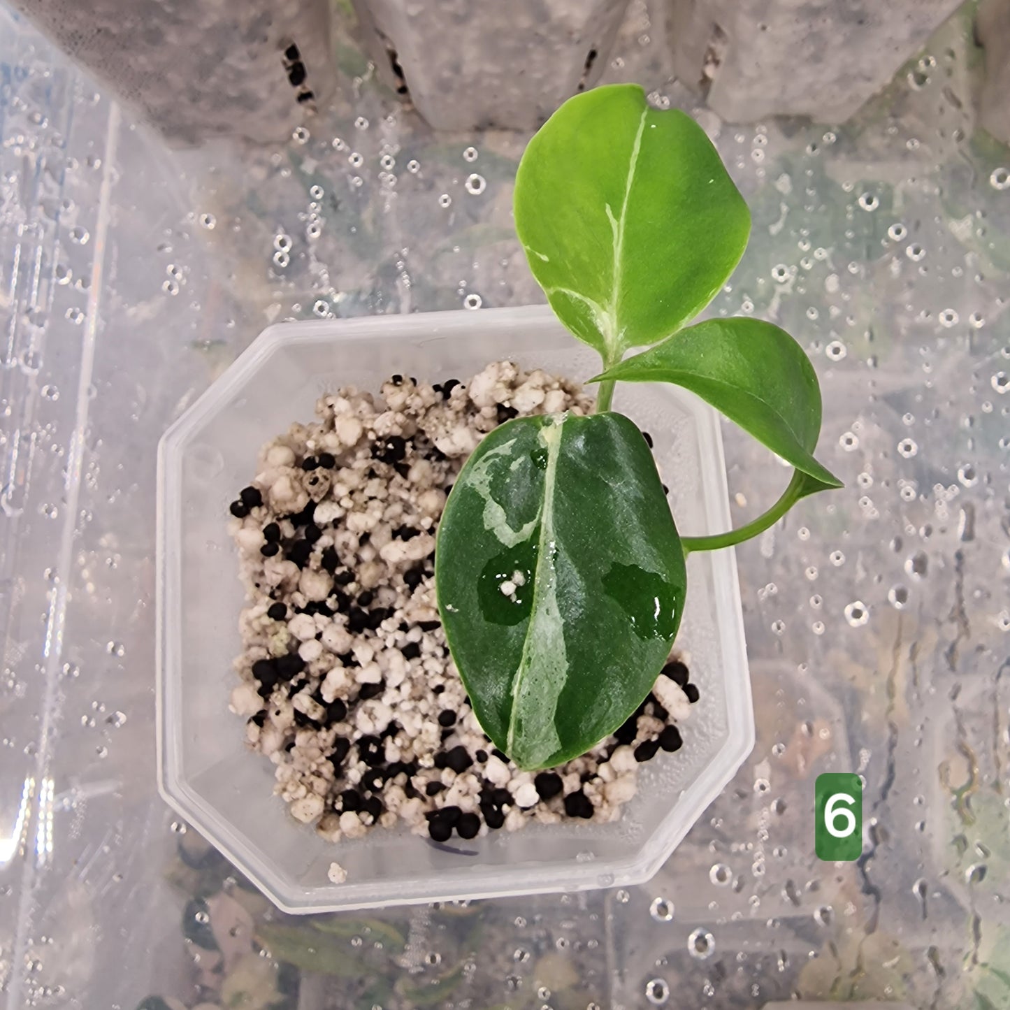 Monstera Bulbasaur – Choose Your Exact Plant (Acclimatising TC Batch) see description