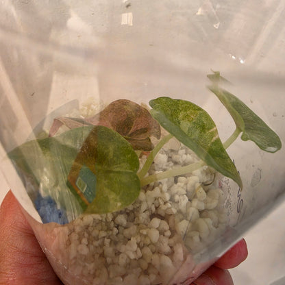Alocasia Cuprea Pink Spot – Exact Plant No. 6 - See Description