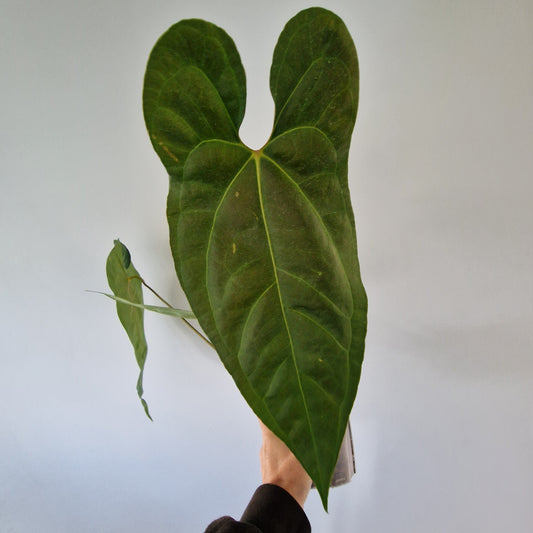 Ecuagenera Rehab Anthurium Espiritu de Montana x Anth nigrolaminum gigante x Anth besseae  aff