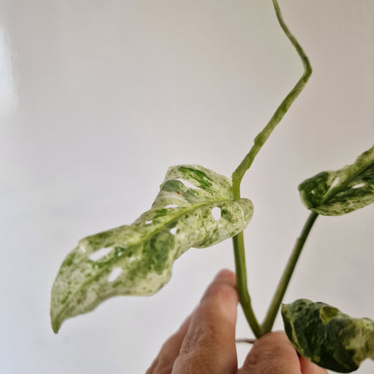 Monstera Frozen Freckle Top Cutting rooting  in Water