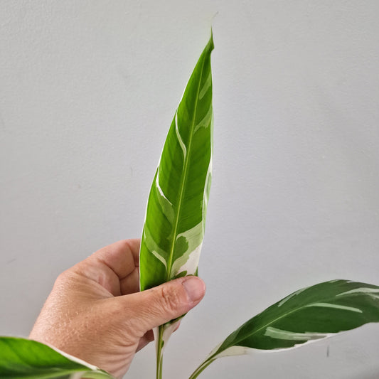 Musa Florida Rare Houseplant approx 40cm tall 10.5cm pot (2)