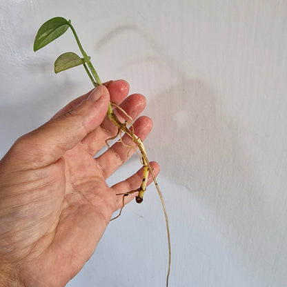 NO ID from Indonisia Variegated Cutting rooting in Water