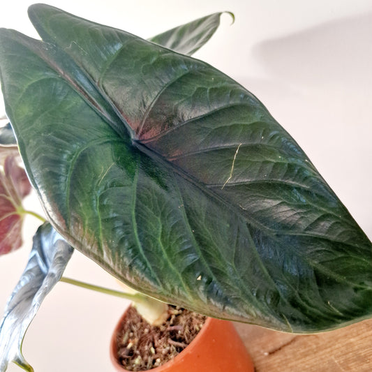 Alocasia Green Unicorn Houseplant 14cm pot (1)