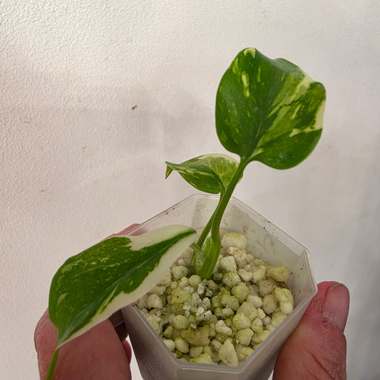 Monstera Electrolight – Exact Plant No. 2  - See Description