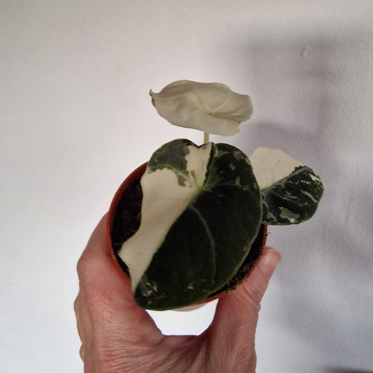 Alocasia Black Velvet Variegata – 7cm Pot (#2)