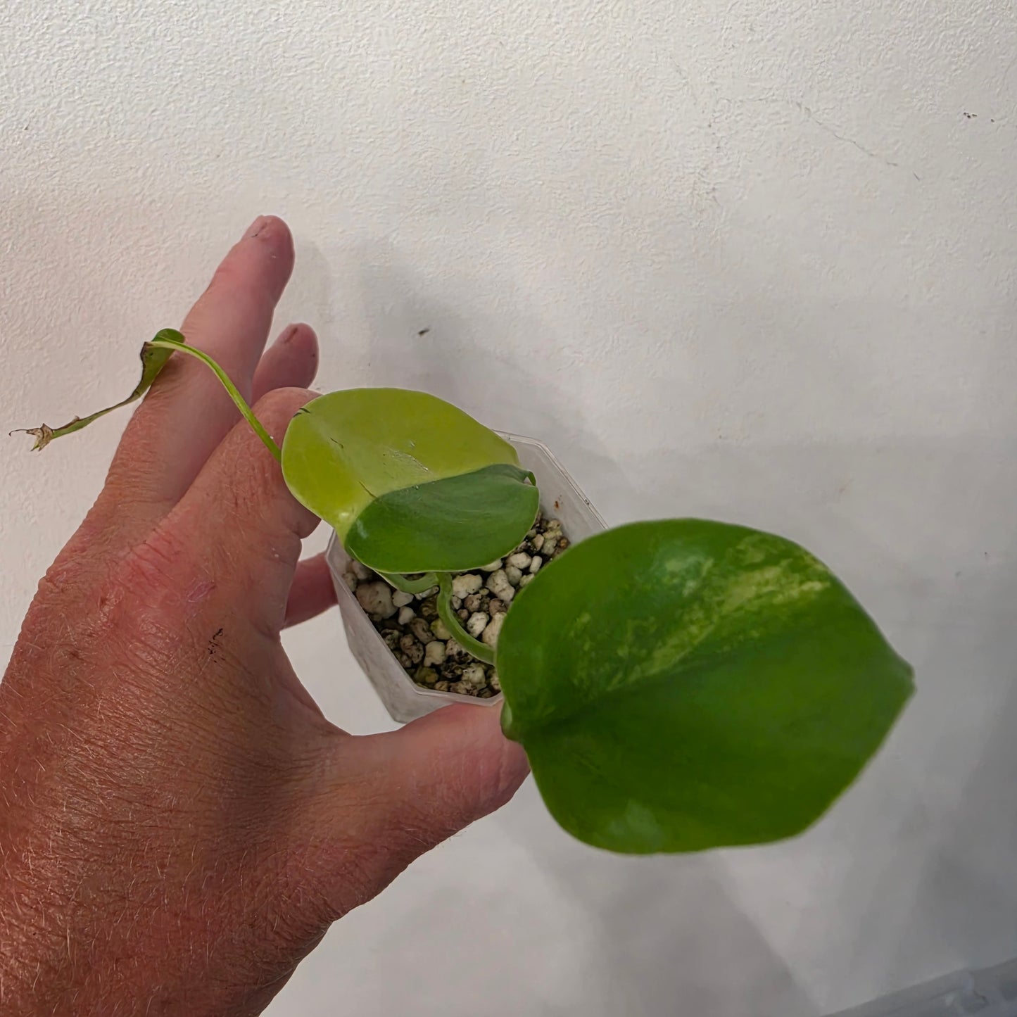 Monstera Aurea – Exact Plant No. 3 - See Description