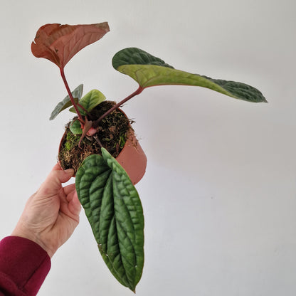 Anthurium Luxurians x Radicans – 12cm Pot