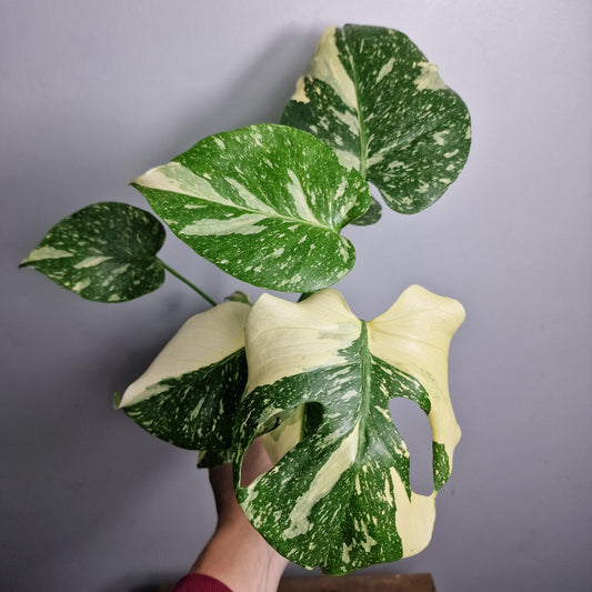 Monstera Crème Brûlée – 12cm Pot - Exact Plant (#2)