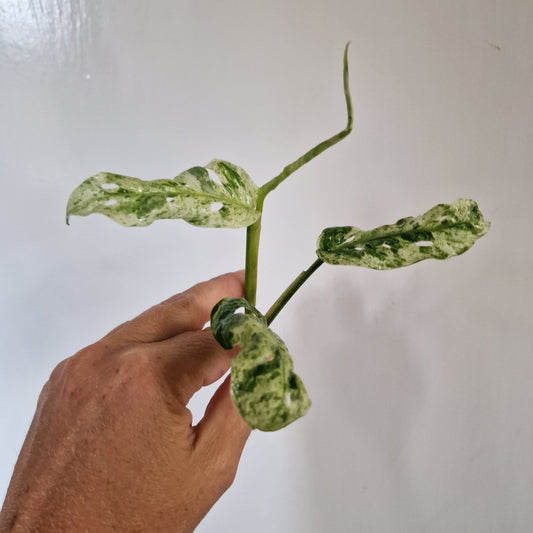 Monstera Frozen Freckle Top Cutting rooting  in Water