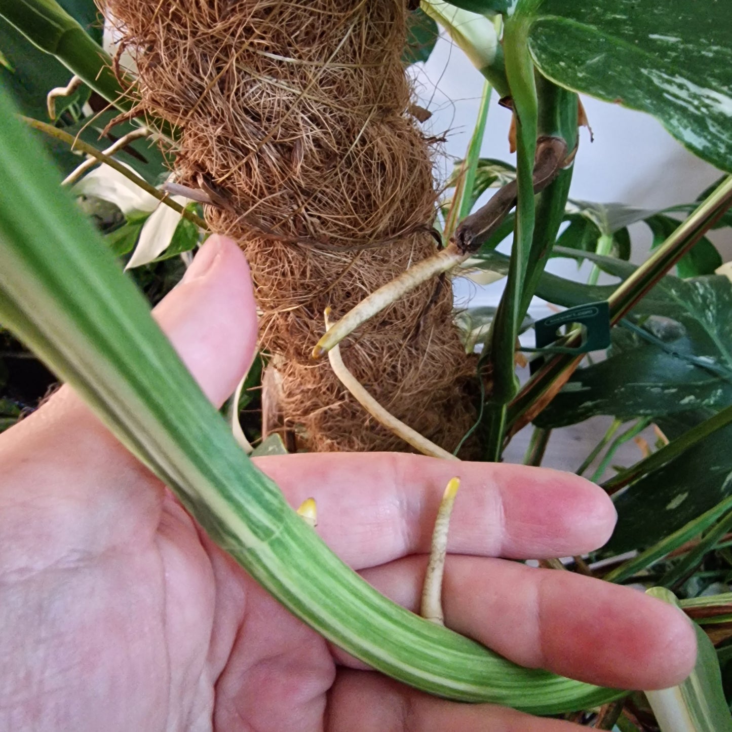 Monstera Albo Top Cutting (4)