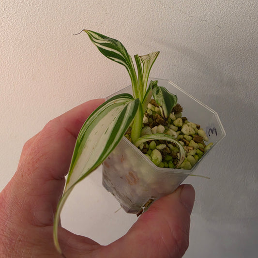 Musa ‘Hawaii’ Variegated – Established | Exact Plant #3