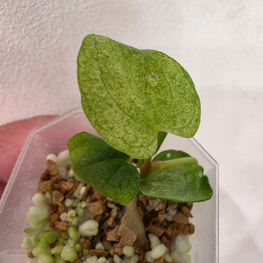 Anthurium Dark Phoenix Mint Variegata