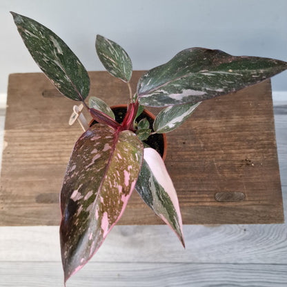 Philodendron Pink Marble – 9cm Pot