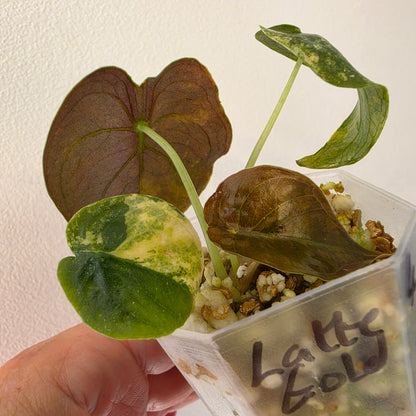 Alocasia Cuprea ‘Latte Gold’ – Acclimatised Tissue Culture | Exact Plant #4