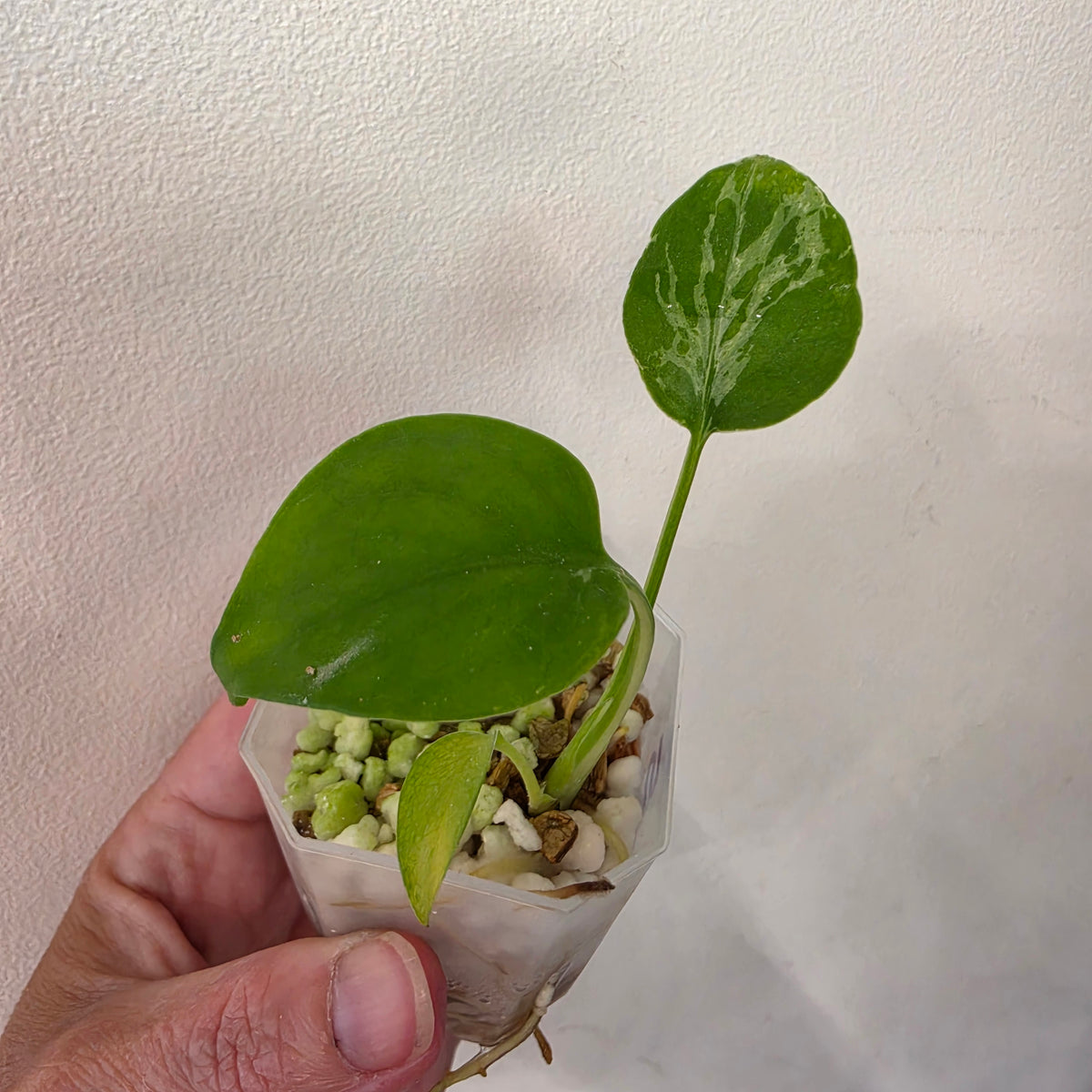 Monstera Bulbasaur – Fully Acclimatised | Exact Plant #5