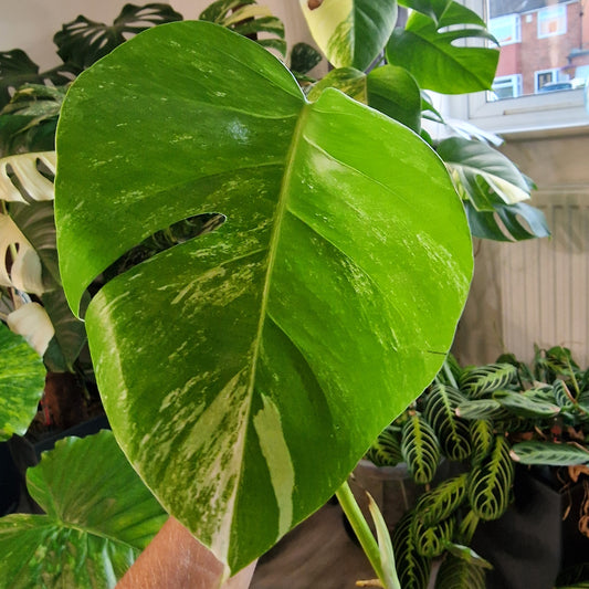 Monstera Albo Top Cutting