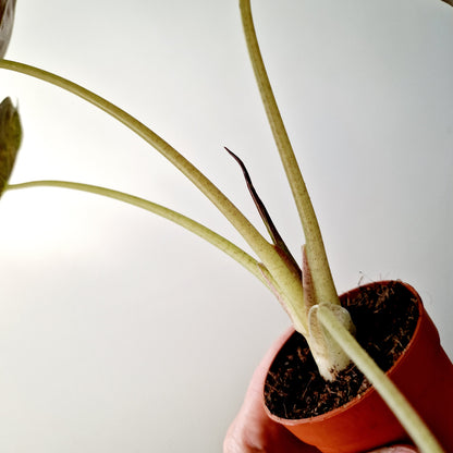 Alocasia Wentii Variegated Houseplant 7cm pot (2)