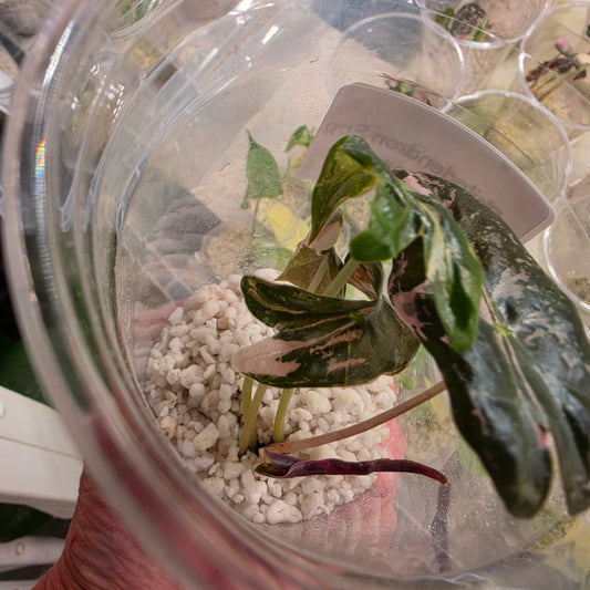 Alocasia Pink Nobillis – Exact Plant (5) - See Description