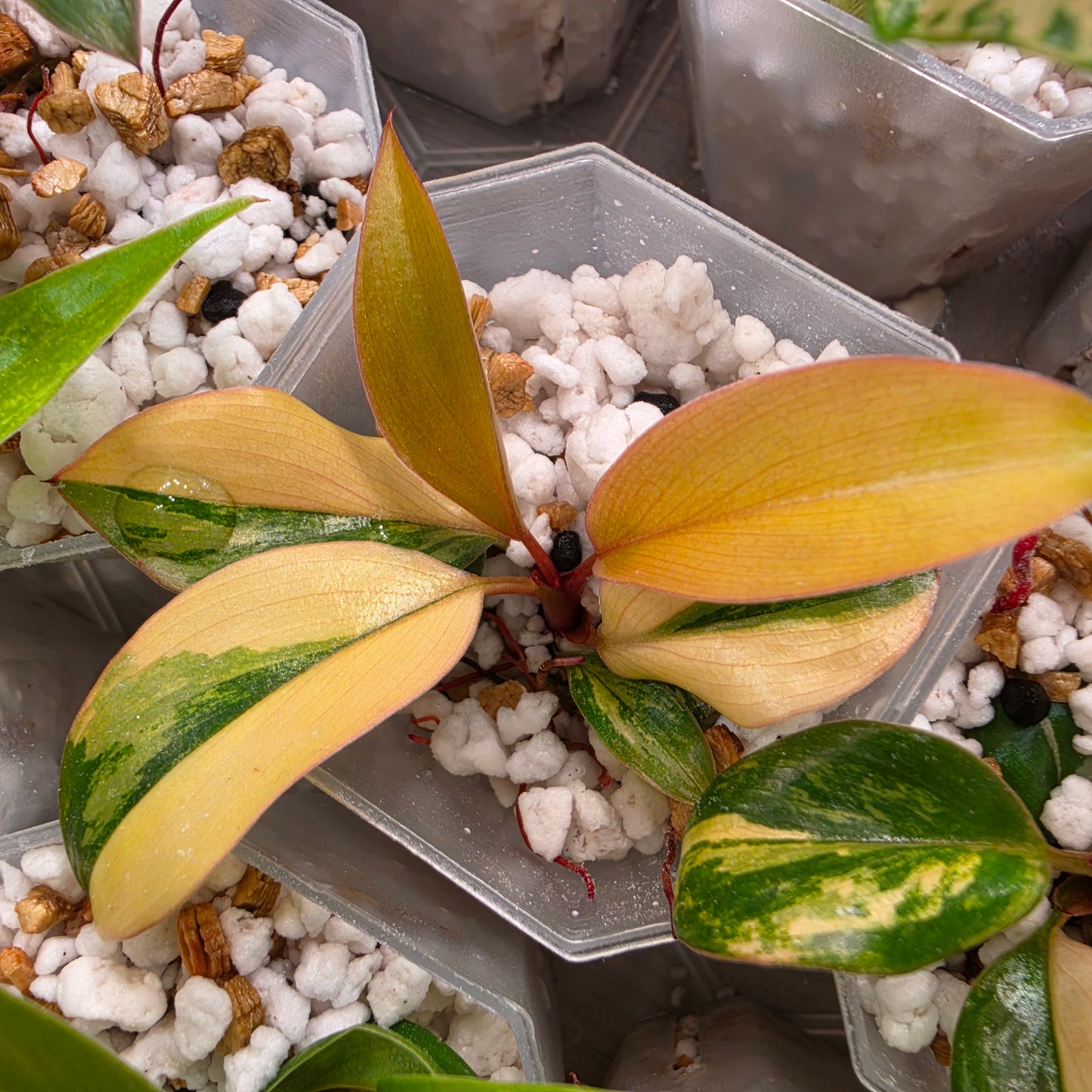 Philodendron Red Congo – Chosen at Random - See Description