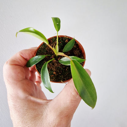 Philodendron Joepii Rare Houseplant 6cm pot