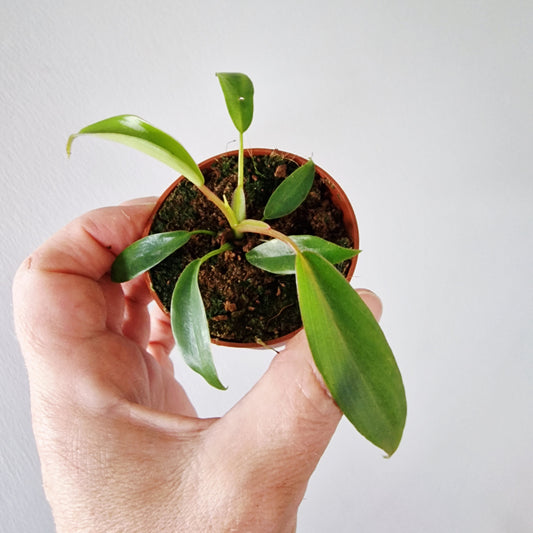 Philodendron Joepii Rare Houseplant 6cm pot