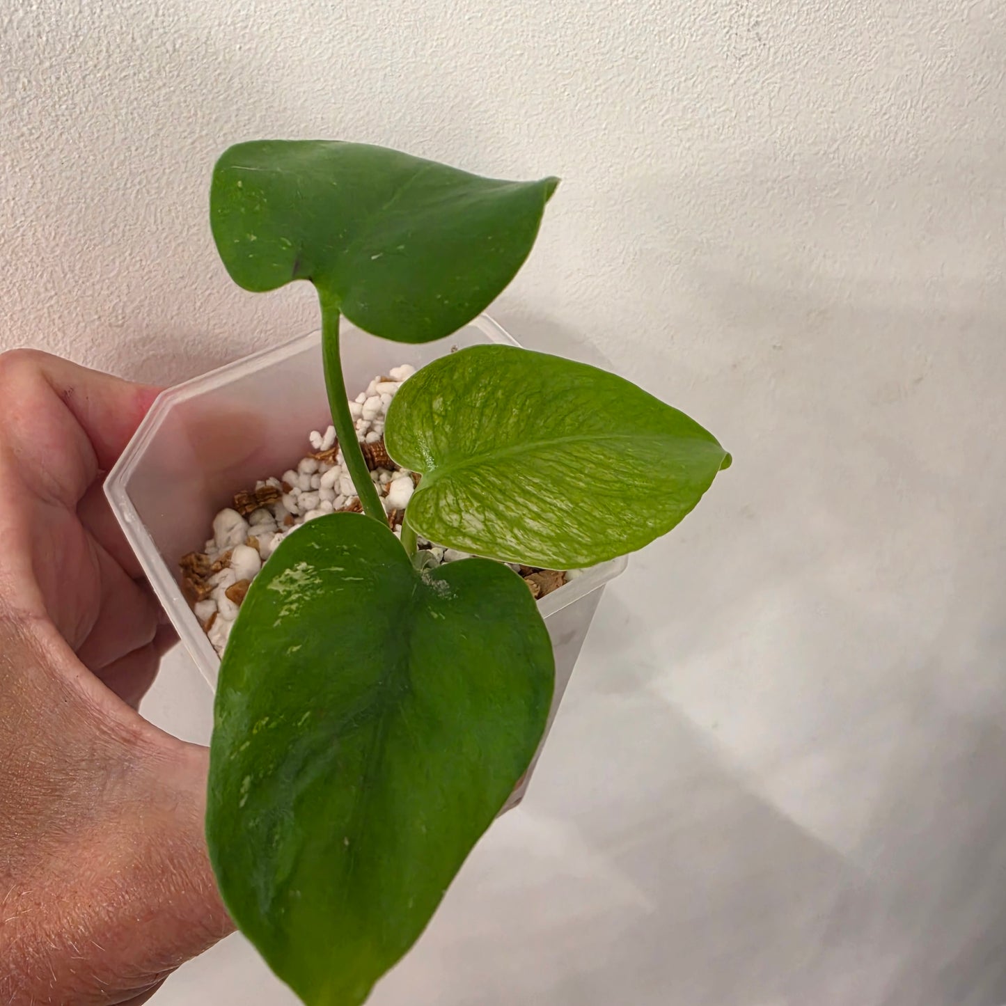 Monstera Devil – Acclimatised TC - Exact Plant (1) See Description