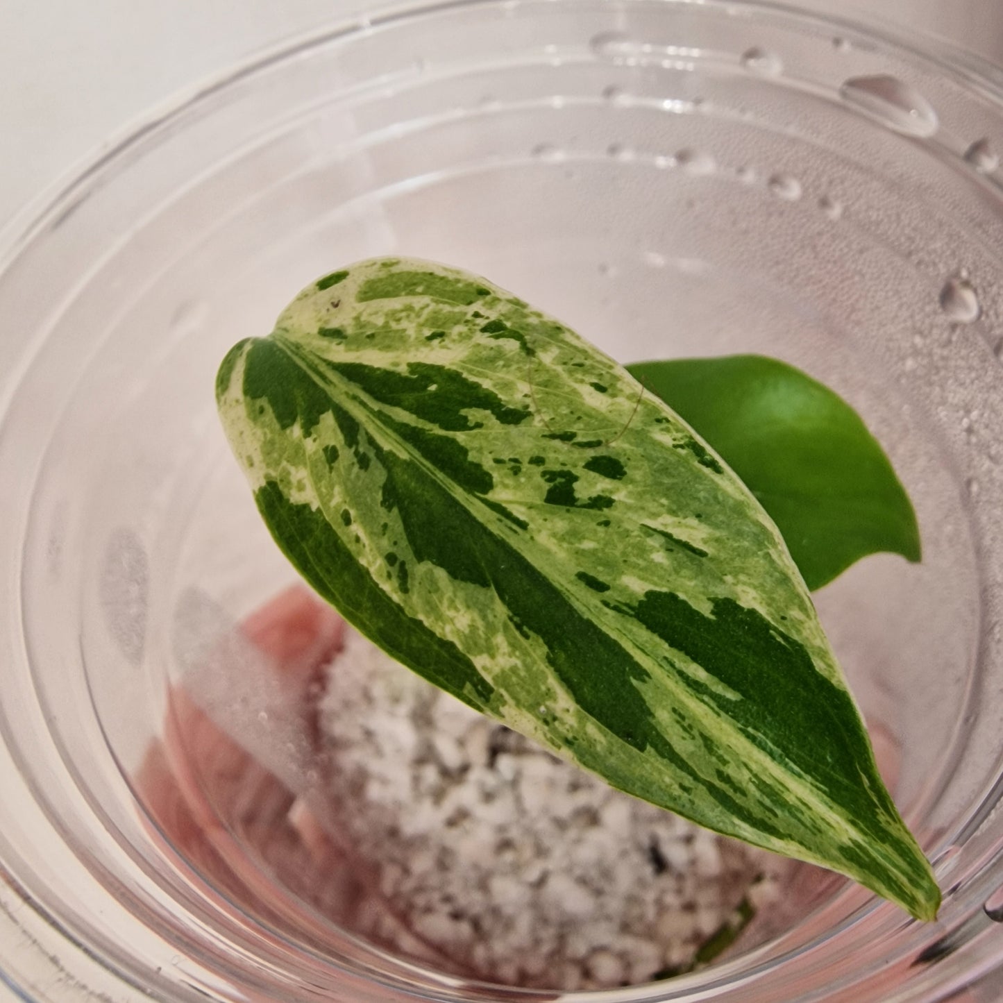 Pre-order Monstera Bulbasaur – Young TC Plantlet Exact Plant (1-15)