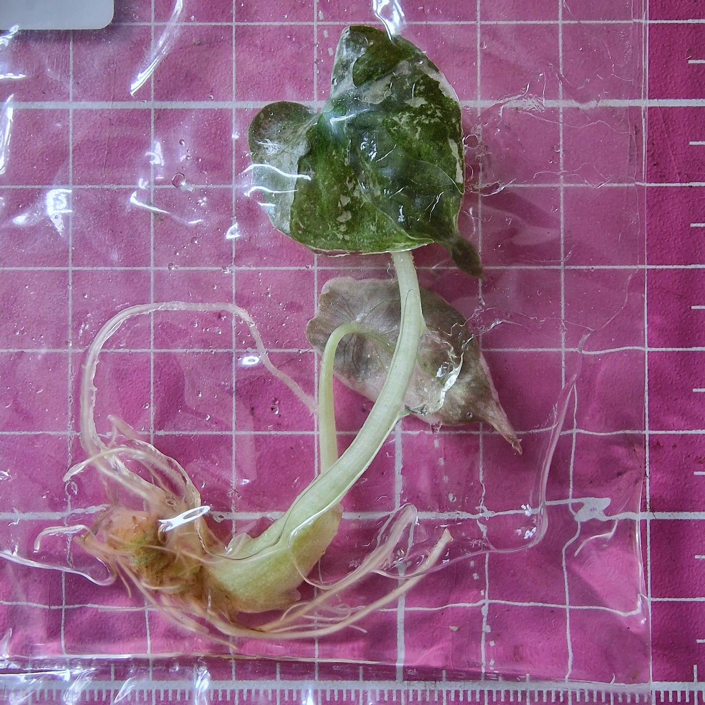 Alocasia Cuprea ‘Nom Yen’ Variegated – Tissue Culture Plant (In Vitro)