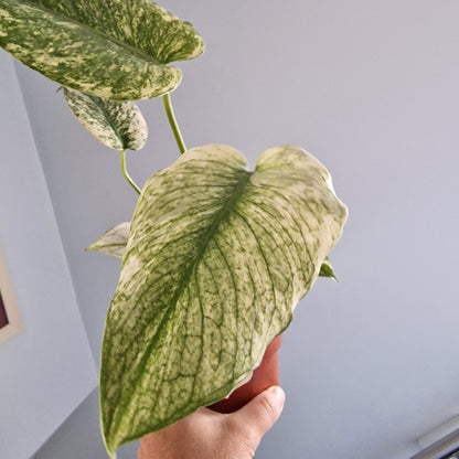 Monstera Mint Rare Houseplant 10.5cm pot (a)