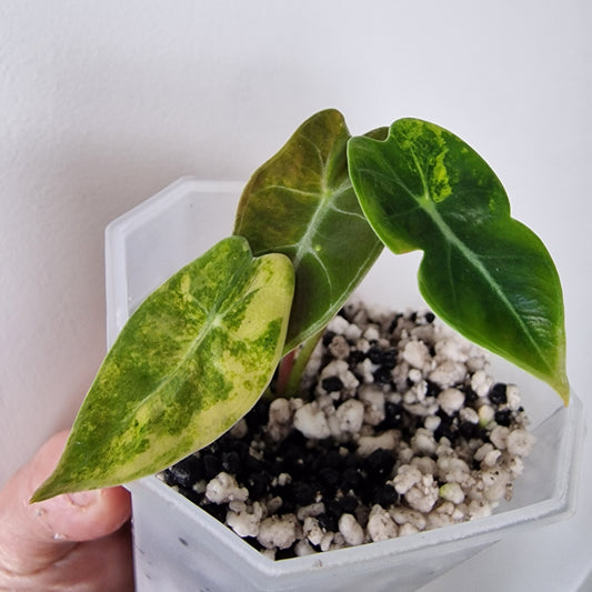Alocasia Suhirmaniana Aurea Variegation – Exact Plant (5)