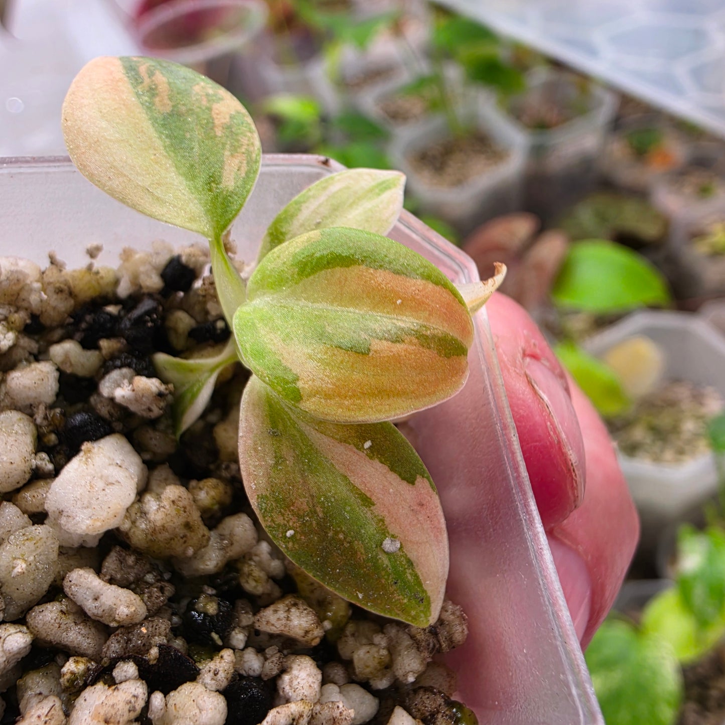 Philodendron Melanochrysum Pink Variegation