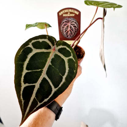 Anthurium Michelle by DocBlock Houseplant 9cm pot (3)