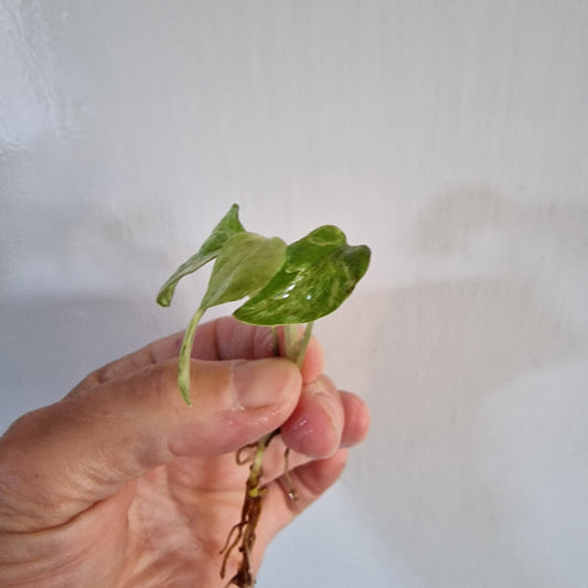 Monstera Frozen Freckle Top Cutting rooting  in Water
