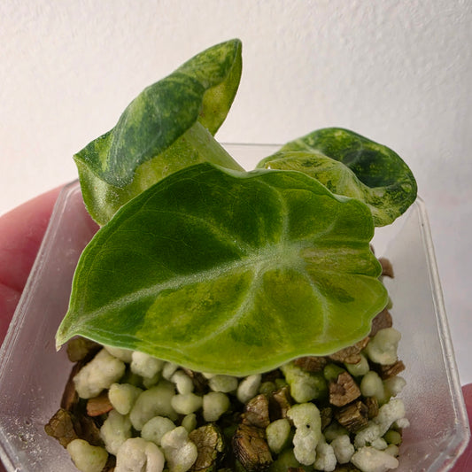 Alocasia Ninja Aurea Variegated – Exact Plant #1