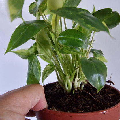 Philodendron Burle Marx Variegata Rare Houseplant 9cm pot (2)