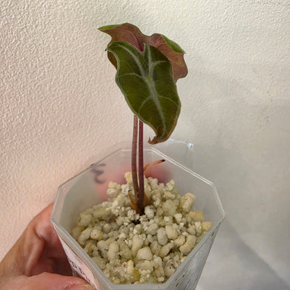Alocasia Pink Nobilis Variegated – Fully Acclimatised | Exact Plant #3
