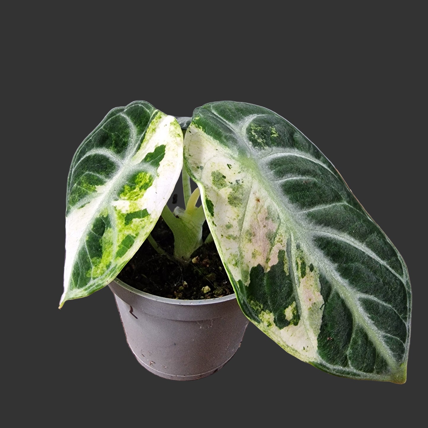 Alocasia Ninja Variegated Rare Houseplant 6cm pot (2)