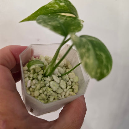 Monstera Crème Brûlée – Exact Plant No. 4 - See Description