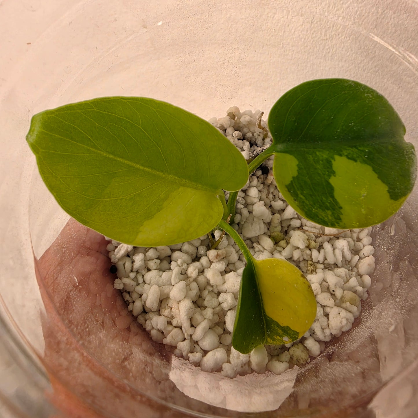 Monstera Yellow Marilyn Variegated – Exact Plant (7) See Description